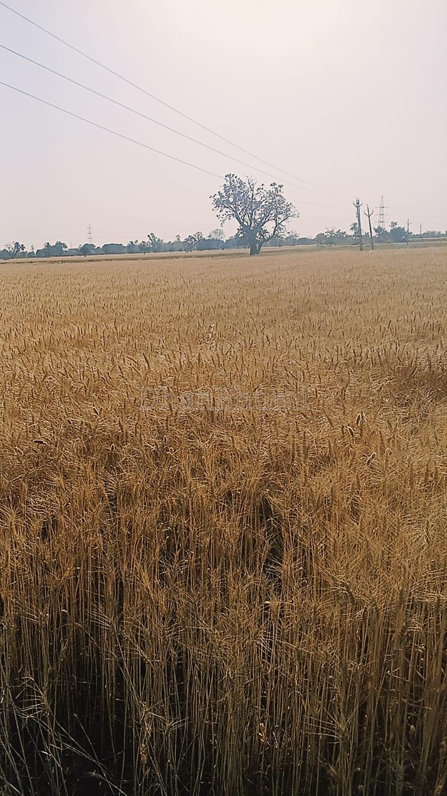 featured_img