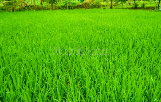 featured_img