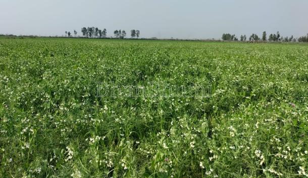 property_images/agricultural_in_ahmedabad_1778917632_6a082100482f3.jpg