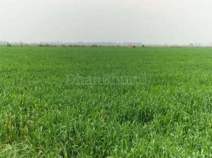 property_images/agricultural_in_ahmedabad_1778917759_6a08217f698c5.jpg