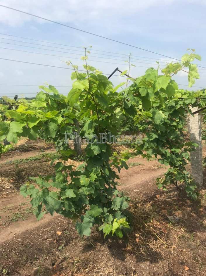 property_images/agricultural_in_belagavi_1779107317_6a0b05f53504c.png