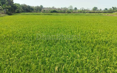 property_images/agricultural_in_jaipur_1777723508_69f5e87486f7a.png