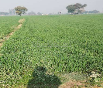 property_images/agricultural_in_mathura_1777630930_69f47ed29e71a.PNG