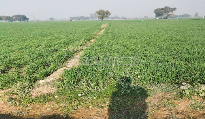 property_images/agricultural_in_meerut_1778500633_6a01c419af0df.png