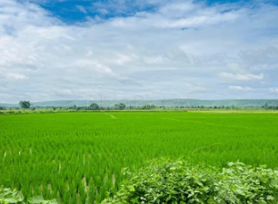property_images/agricultural_in_puri_1778491936_6a01a220b3ee3.png