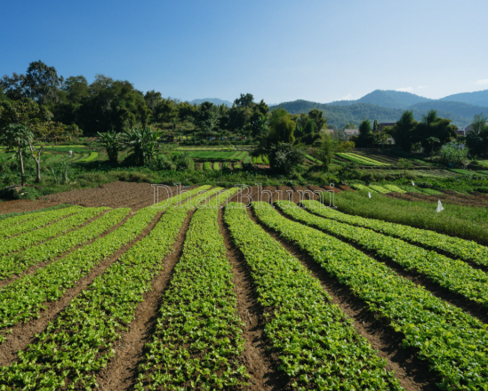 property_images/agricultural_in_puri_1778492250_6a01a35a2be42.png
