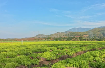 property_images/agricultural_in_puri_1778492582_6a01a4a679515.png