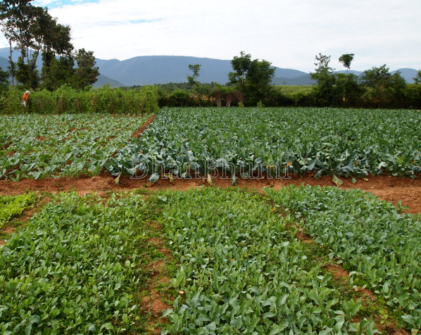 property_images/agricultural_in_puri_1778492940_6a01a60c0c87d.png