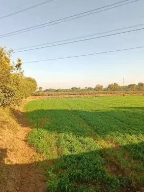 property_images/agricultural_in_rajkot_1778054382_69faf4eeb215b.PNG