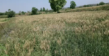 property_images/agricultural_in_rupnagar_1777455918_69f1d32e36a8e.PNG