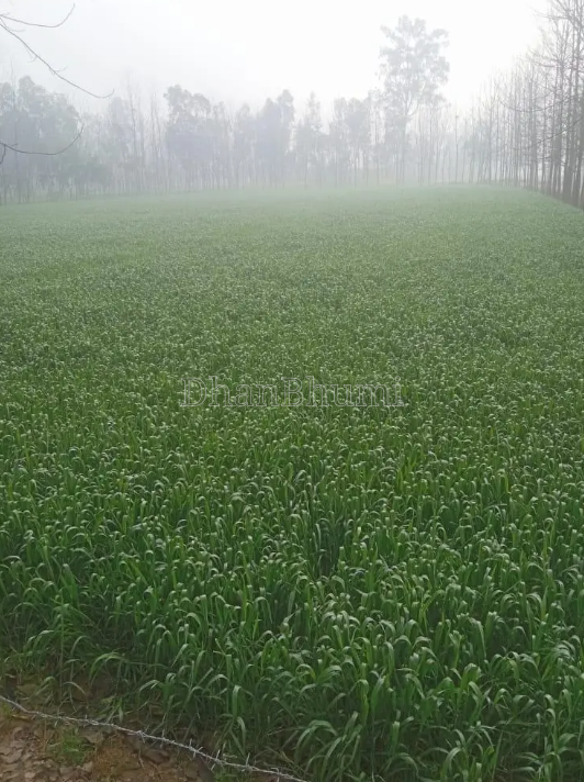 property_images/agricultural_in_saharanpur_1777542157_69f3240db9e58.png